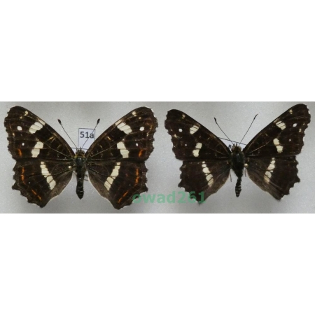 Araschnia levana (Linnaeus, 1758) pair form ex. ovo Poland51a